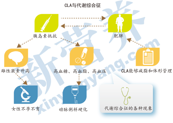 关注代谢综合征脂肪酸