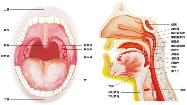 咽炎的原理_化橘红治疗咽炎咳嗽的原理