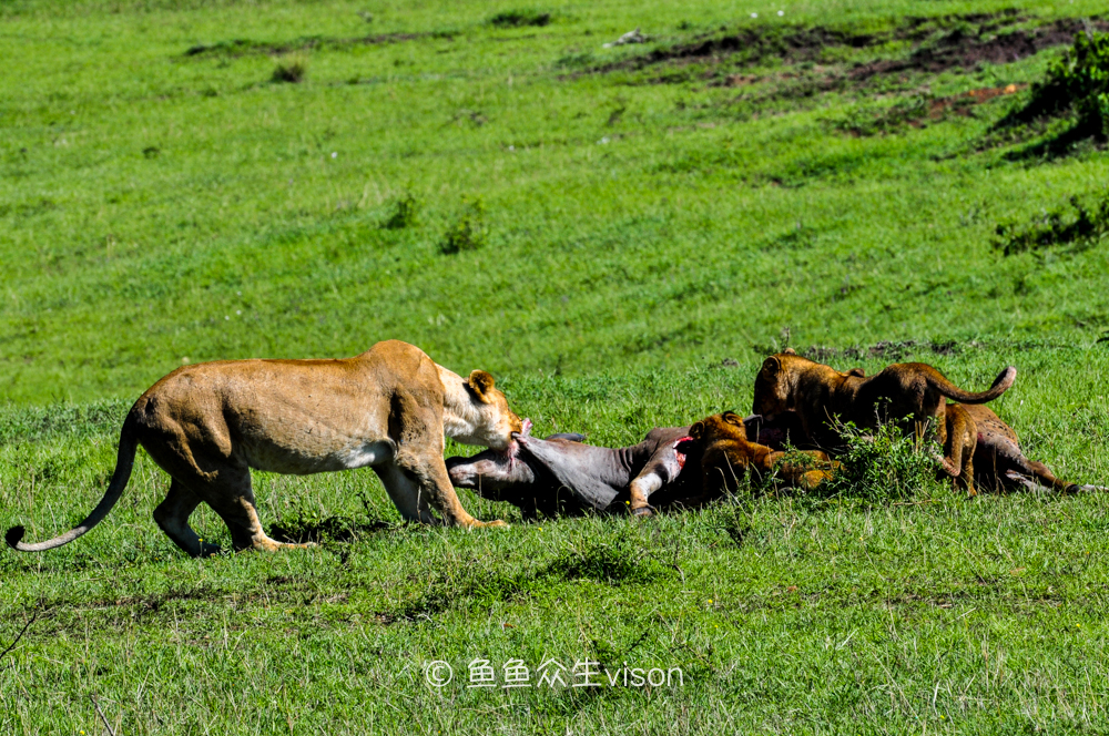 狂野非洲,肯尼亚的十种经典玩法