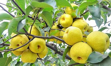 16,梨子,自家种的梨子树,皮薄,水分很多,洗一下就可以吃,在成熟时总有