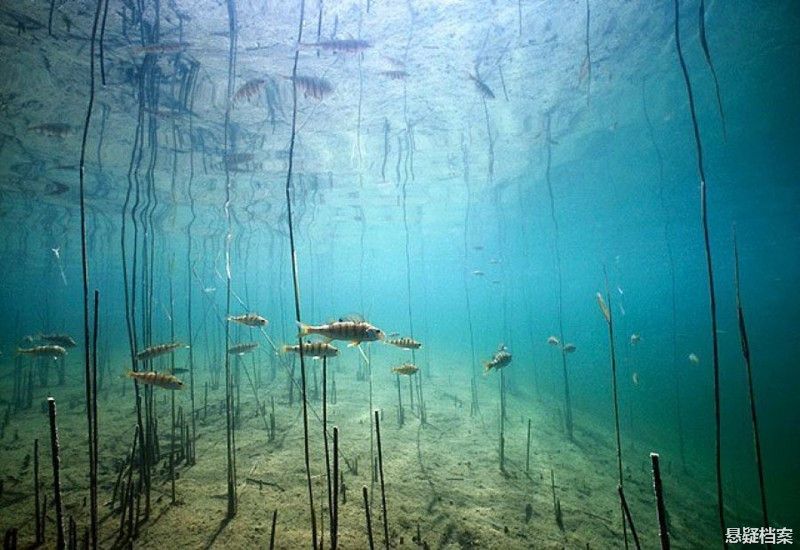 摄影师水下拍摄鲈鱼,展现梦幻一面,宛若奇幻森林