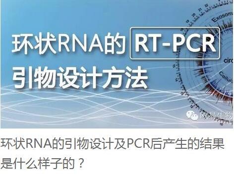 环状rna的rt-pcr引物设计方法