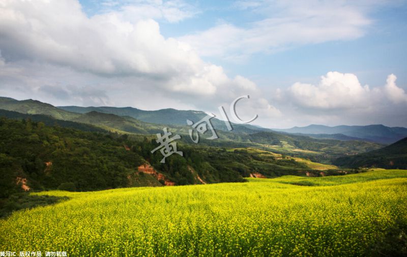 近日,山西吕梁吴城镇上丰村的百亩油菜花盛开,美不胜收 高小明 摄