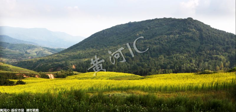 近日,山西吕梁吴城镇上丰村的百亩油菜花盛开,美不胜收 高小明 摄