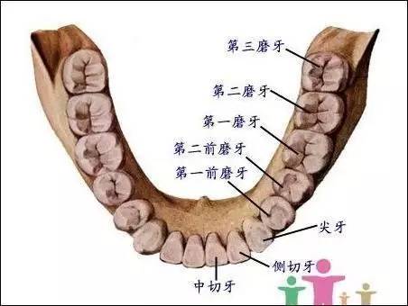 从正常情况次下,牙齿要尽量保留,能不拔则不拔,但智齿的情况则不然