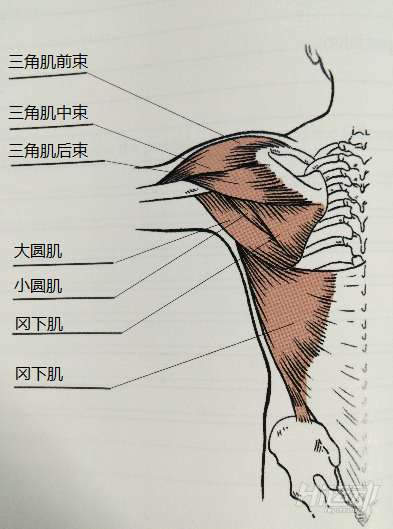 阴茎三位一体训练法