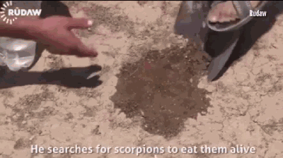 生吃活蝎活蛇的叙利亚男人声称要挑战世界纪录