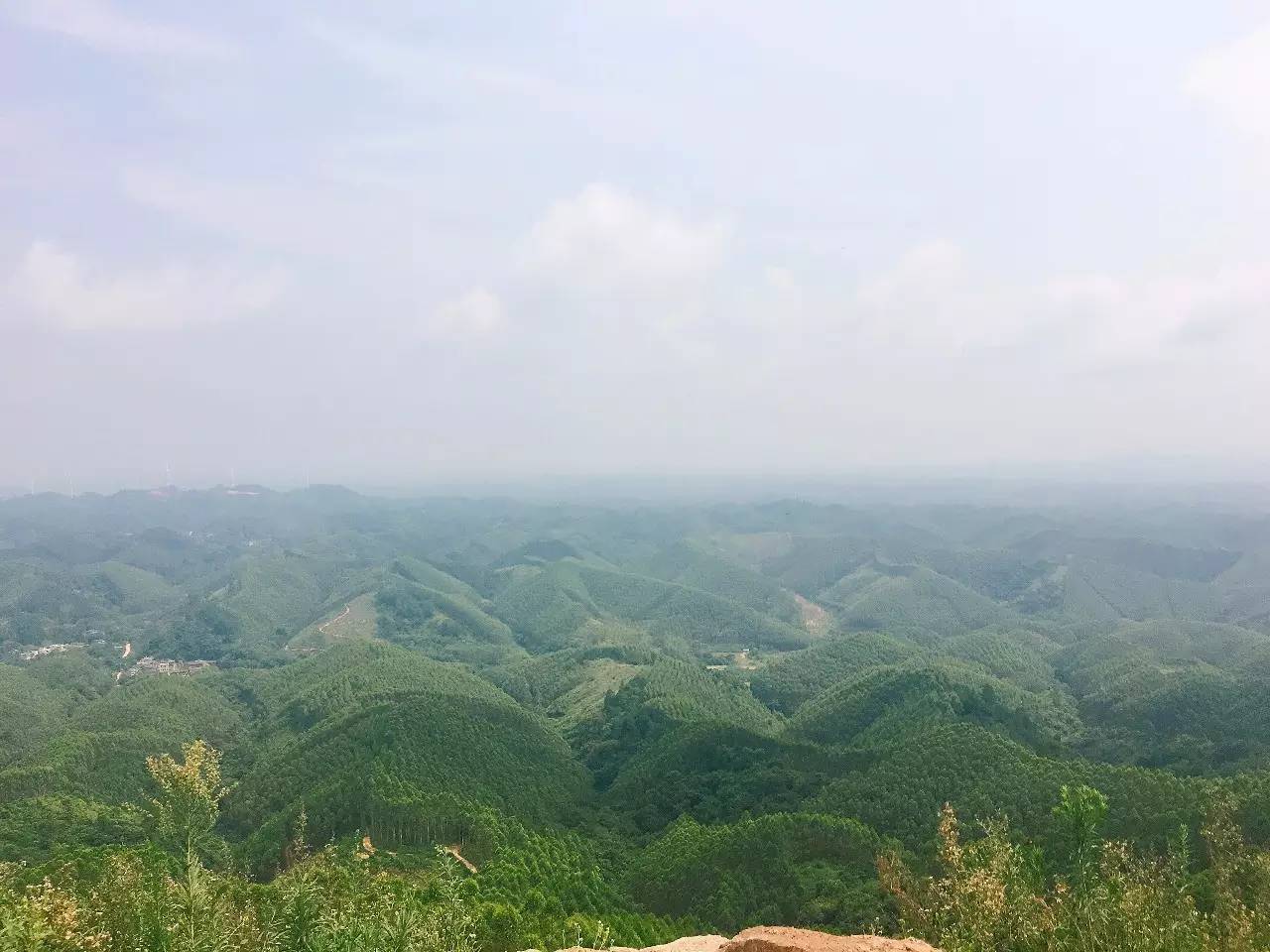 媲美香格里拉南宁这圣山千亩茶园正山花烂漫宛如仙境约吗