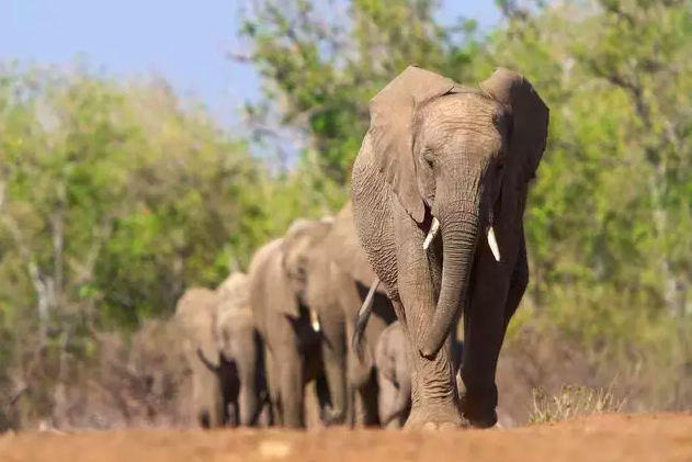 动物记|关于那些温柔的大象,你不知道的12个秘