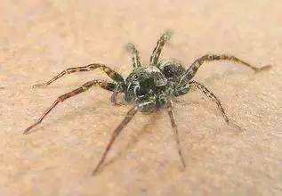 医生说,这是因为蜘蛛会分泌毒液,毒液里的酶能溶解掉肌肉,让皮肤坏死