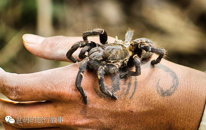 实拍柬埔寨猎人冒死捕捉巨型毒蜘蛛当美食