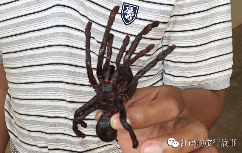 实拍柬埔寨猎人冒死捕捉巨型毒蜘蛛当美食