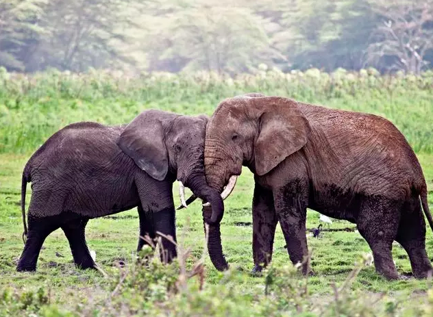 动物记|关于那些温柔的大象,你不知道的12个秘
