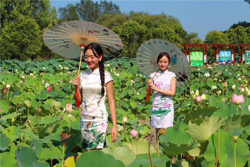 美女带你游湿地洪泽湖畔千荷园荷花争相绽放