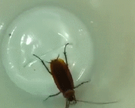 吃虫喝尿荒岛求生 但是亿万年来 蟑螂的适应力和生命力都越来越顽强
