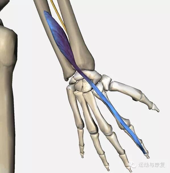 起点:肱骨外上髁(尺骨背面上方) 止点:第五掌骨底 功能:近固定:伸腕