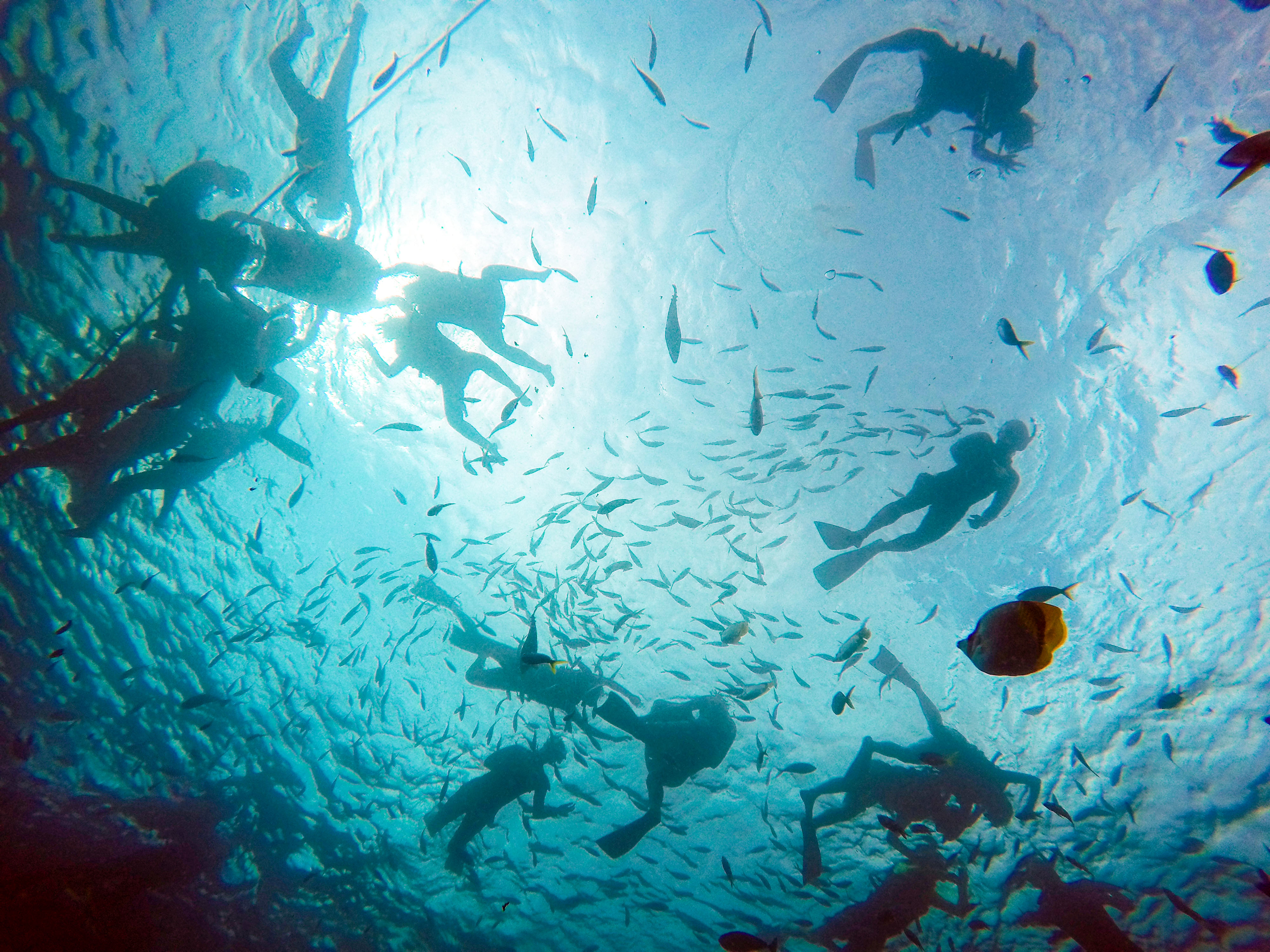 帕劳（帛琉）海底世界|摄影|风光|元素吧吧主 - 原创作品 - 站酷 (ZCOOL)