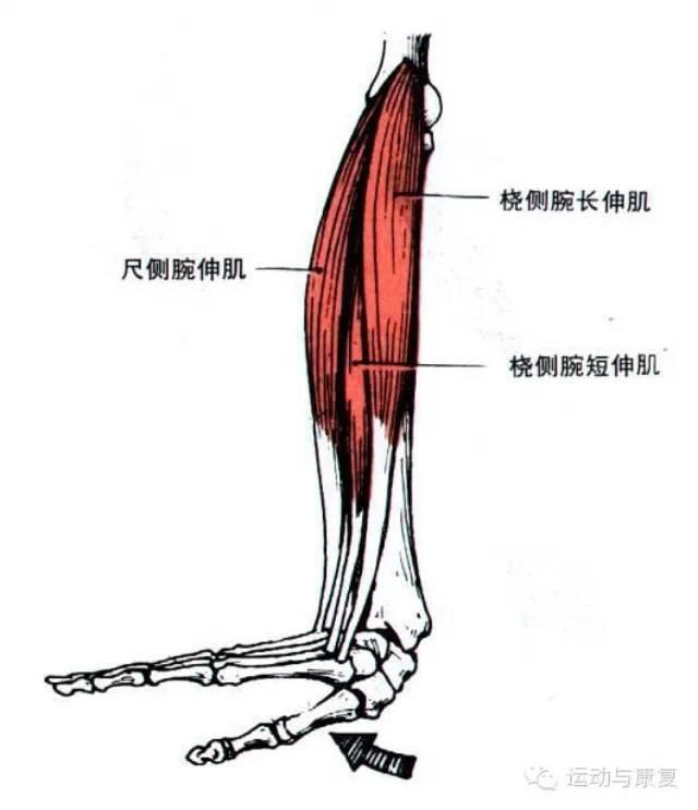 分为浅层和深层 浅层由桡侧向尺侧依次:桡侧腕长伸肌,桡侧腕短伸肌,指