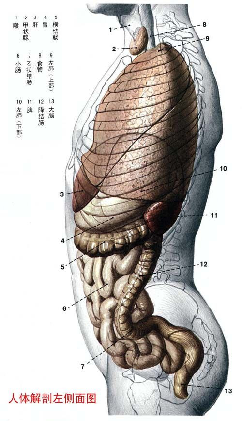 史上最全的人体解剖全图