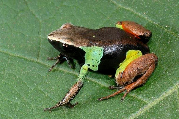 马达加斯加彩蛙(mantella madagascariensi)