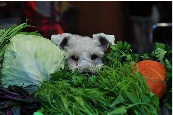 谁说狗狗是肉食动物?狗狗也要吃素食