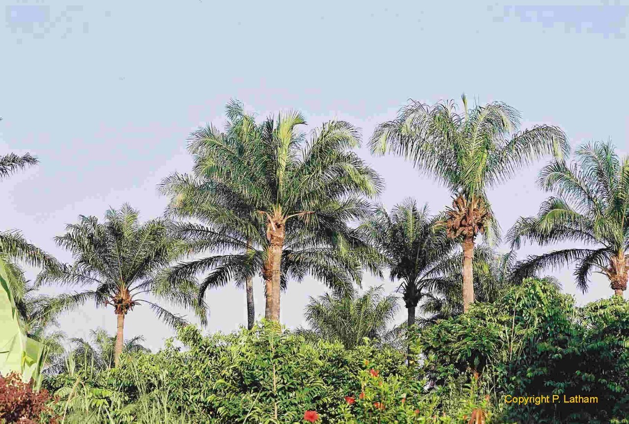油棕( elaeis guineensis)是 棕榈科油棕属植物,世界范围内共有4种