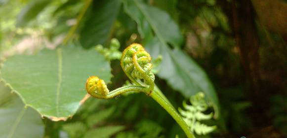 形状如拳,"拳头菜"由此得名.