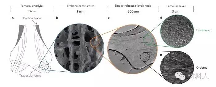 mater:骨骼中纳米级的复合结构决定它的强度和抗损性能
