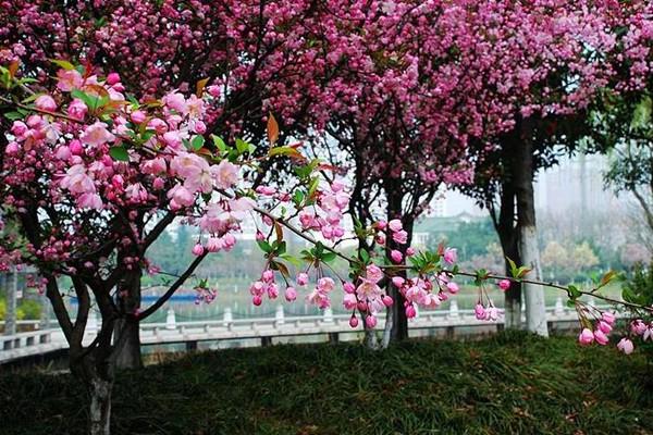 荆川公园的海棠花