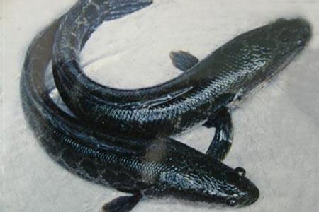 黑鱼的功效与作用 黑鱼性寒,味甘,归脾,胃经;疗五痔,治湿痹,面目浮肿