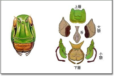 具体口器知识需从昆虫口器基本构造学起附肢种类昆虫的翅各种昆虫翅的