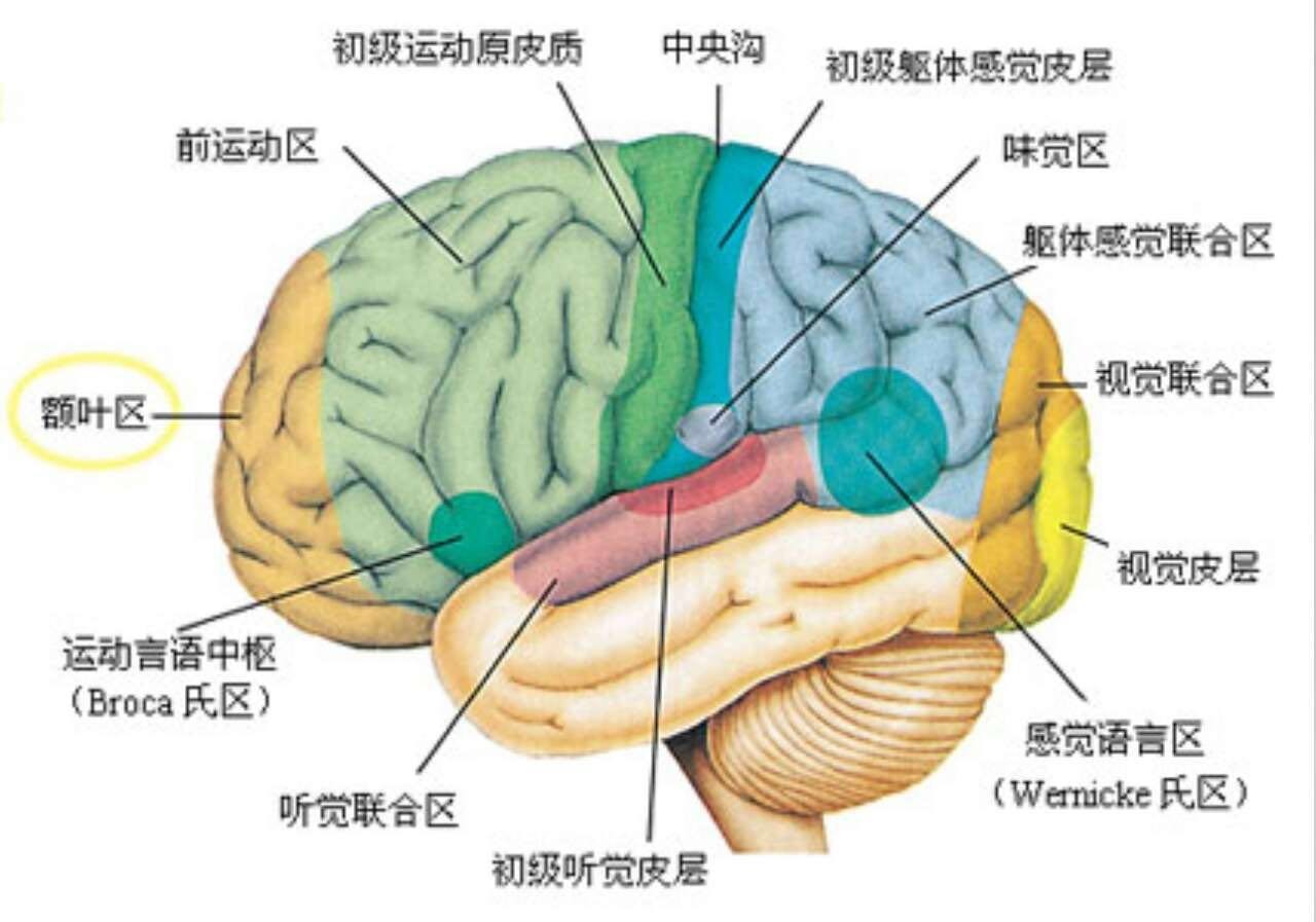 神经解剖学 | 脑的静脉回流_大静脉
