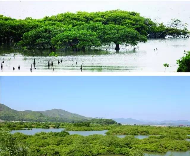 盐洲镇白沙村的红树林,每天都有3000~5000只候鸟在此活动.