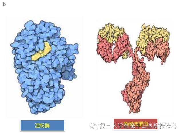 巨淀粉酶在作什么怪