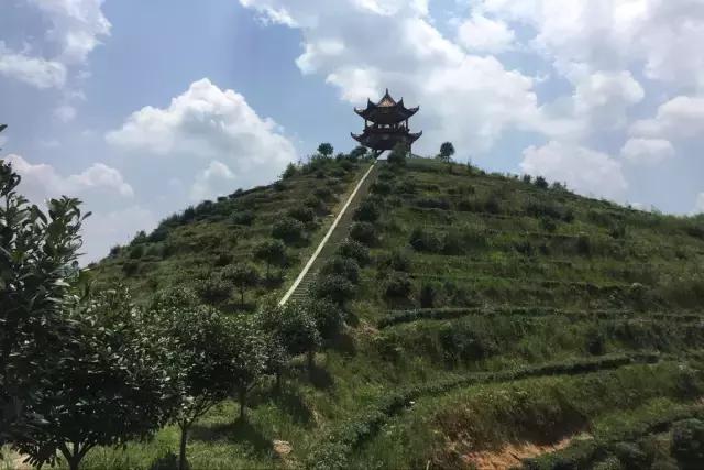 茶旅世界·最美茶园参评丨江头贡茶