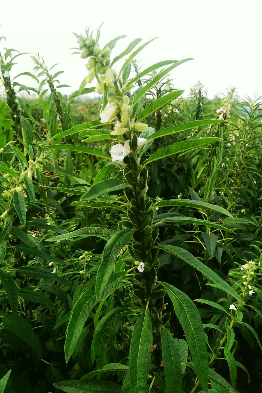 芝麻叶是植物芝麻的叶子,味道清苦但不涩,口感清爽,含有丰富的纤维素