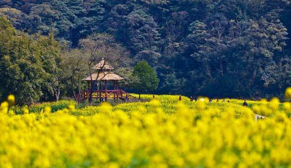 增城蒙花布村