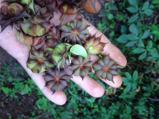 快讯:大茴涨价,引起野八角抢购风潮!