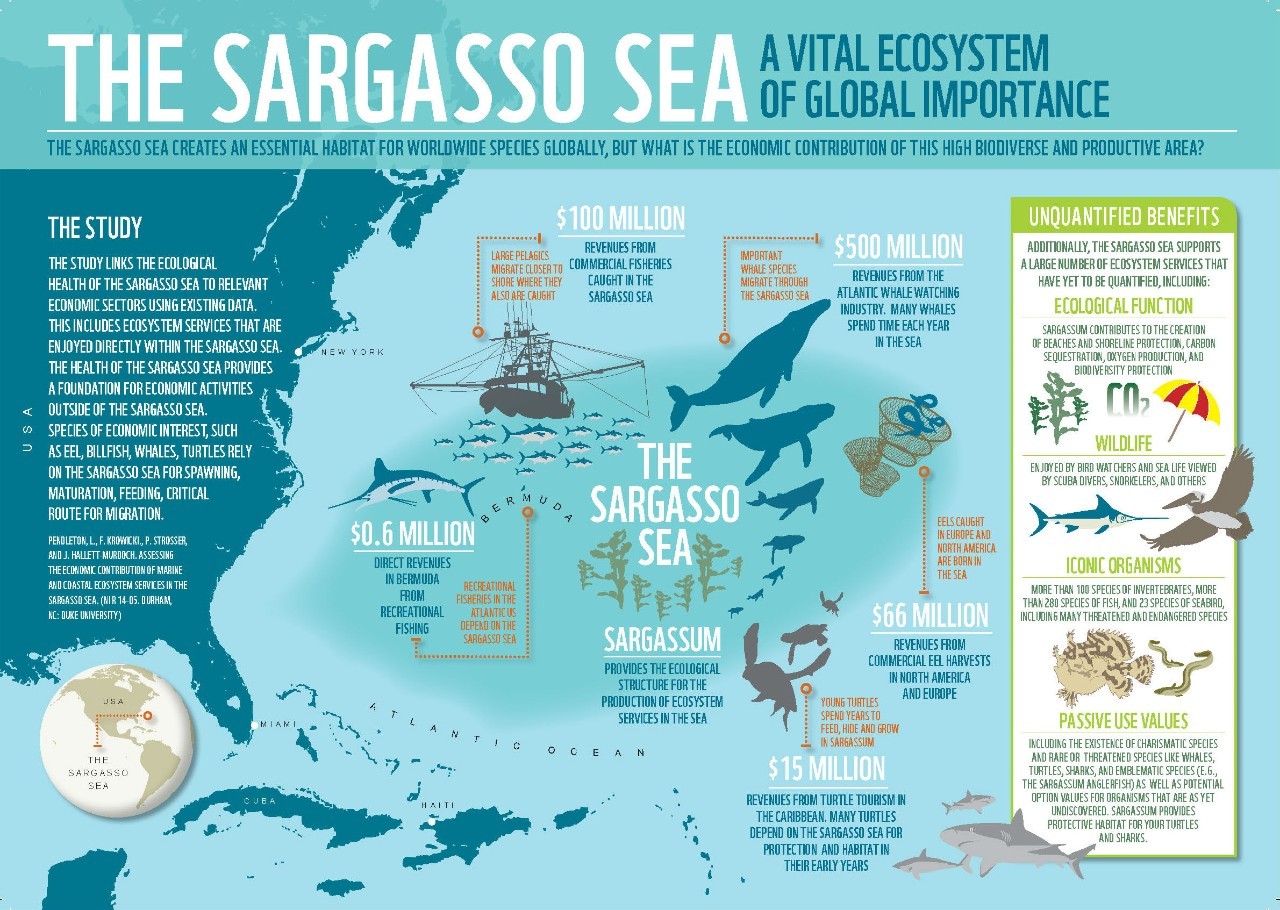 sargasso sea 地点:北大西洋中部 亮点:浮藻生态系统 最近出发国家