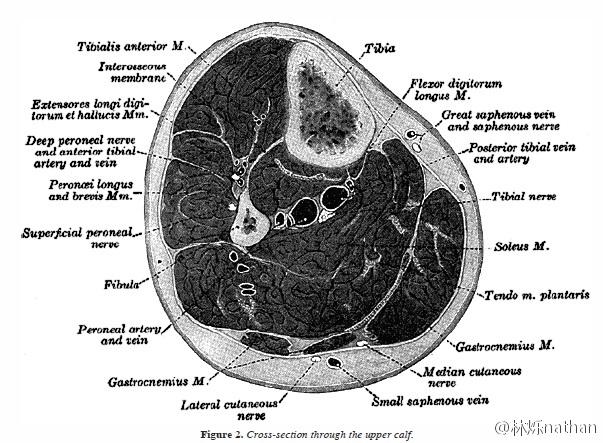 已获授权 先看下横截面的肌肉解剖 从横截面我们可以发现,小腿肌肉的