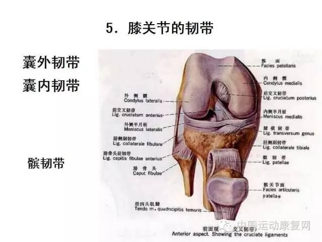 膝关节运动学