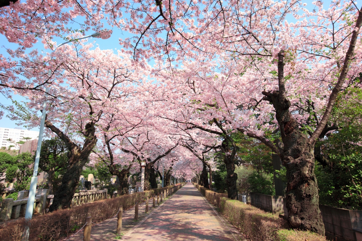 樱花之国：日本|行业新闻