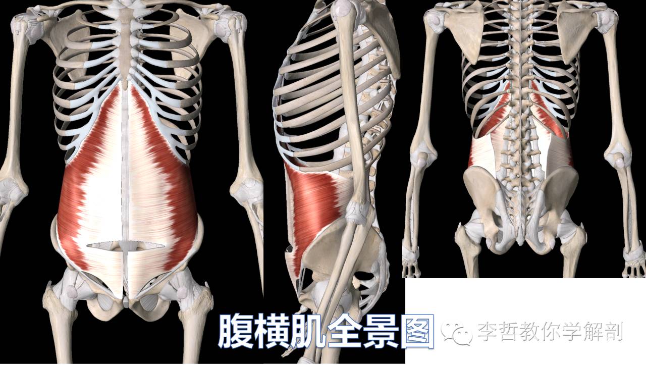 腹横肌全景视图和起止点腹内斜肌作用:腹内斜肌的全景视图和起止点腹