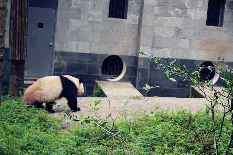 小熊猫吃奶 熊猫园区不在动物园里,属于风景区内,需要凭风景区的