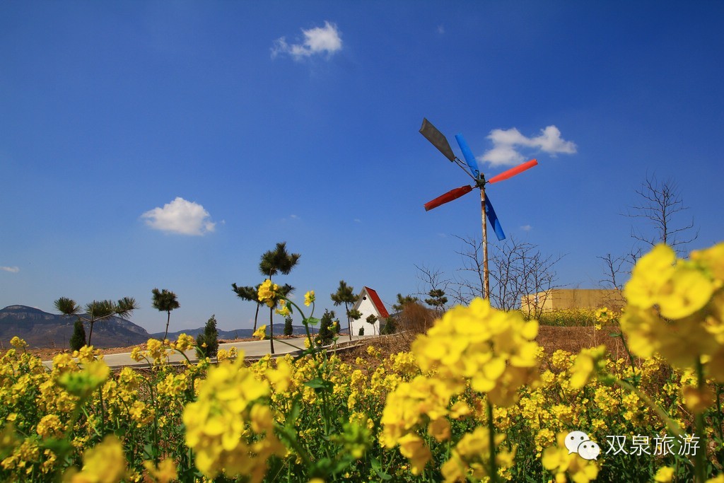 其它 正文     山东省休闲农业和乡村旅游       美丽双泉万亩油菜花