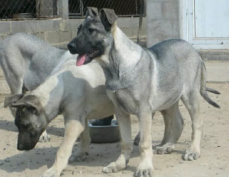 看现在狼青犬幼犬价格多少钱一只