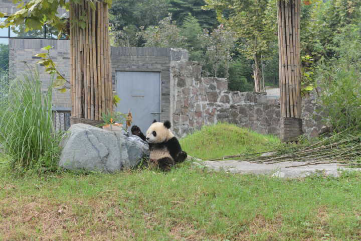 网红大熊猫"蔓越莓"今天一岁啦!