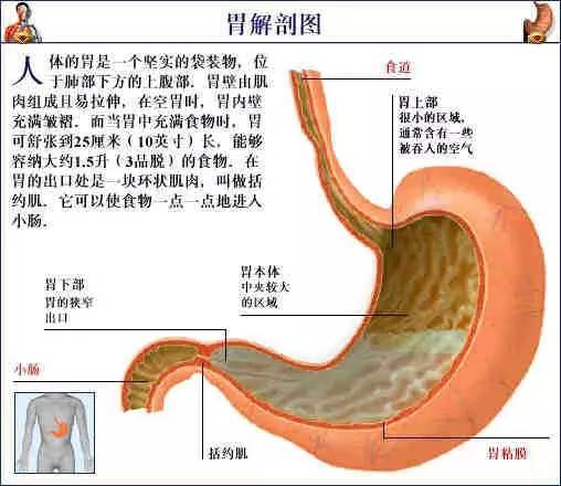 史上最全的人体解剖全图