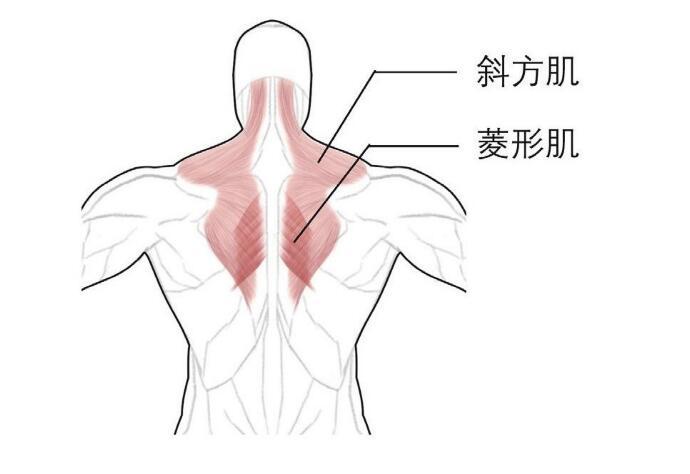 菱形肌位于斜方肌的中下部深层,一般与斜方肌协作运动背中肌的训练