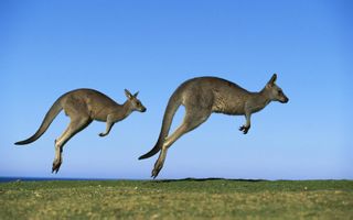 澳大利亚旅游签证几个工作日出签?能不能加急